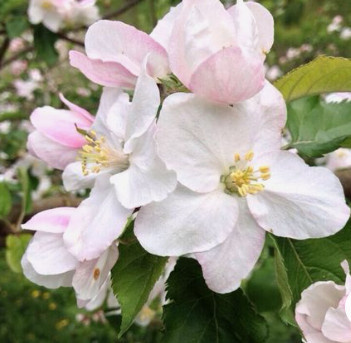 Jabłoń Enterprise Parchoodporna Plant Pack