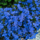 Lobelia niebieska 0,5g