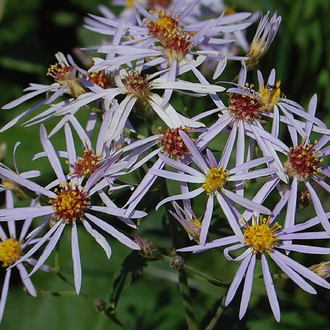 Aster wielkolistny Aster macrophyllus