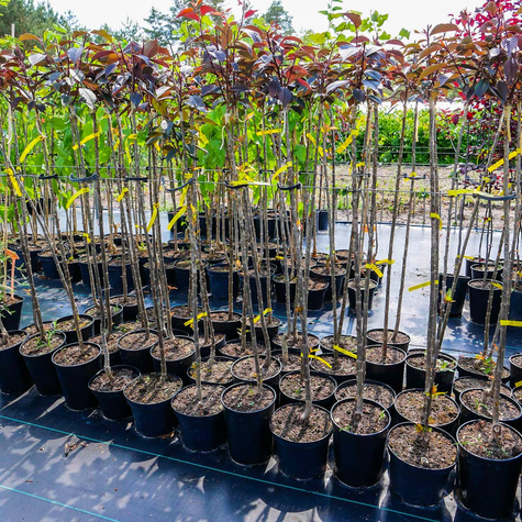 Wiśnia Piłkowana Royal Burgundy na pniu (C5)