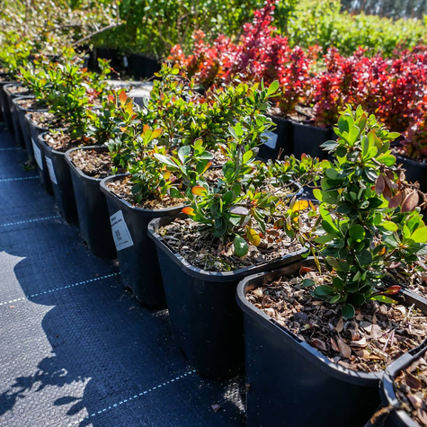 Berberys bukszpanolistny Nana zimozielony (C2)