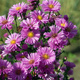 Aster nowobelgijski Patricia Ballard (C2)
