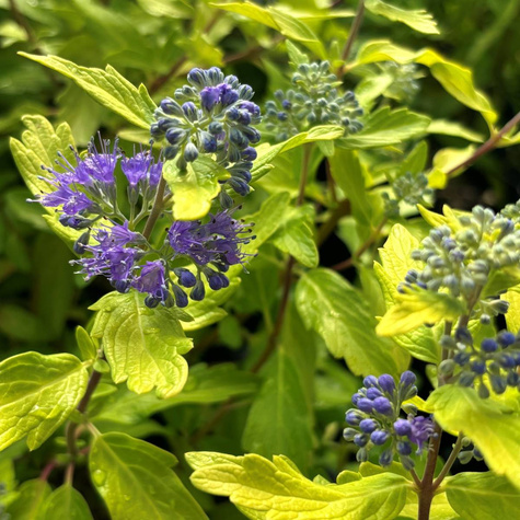 Barbula klandońska Gold Crest (P9)