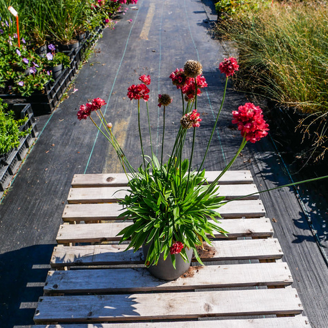 Zawciąg szerokilistny Ballerina Red (C2)