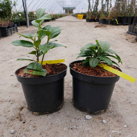 Laurowiśnia wschodnia (C2)