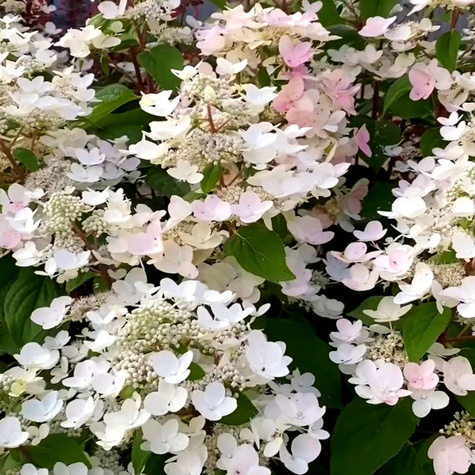 Hortensja bukietowa Little Touch of Pink (P9)