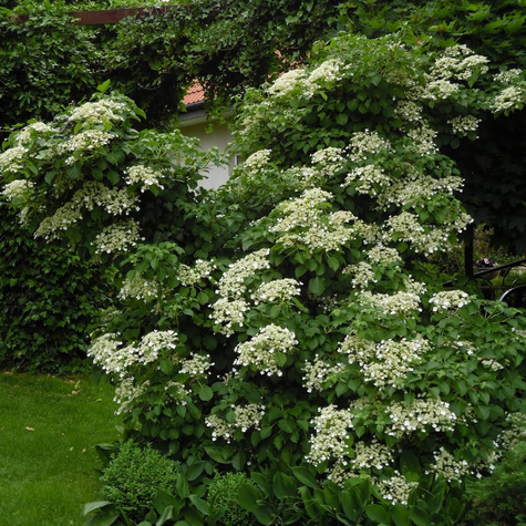Hortensja pnąca (C2)