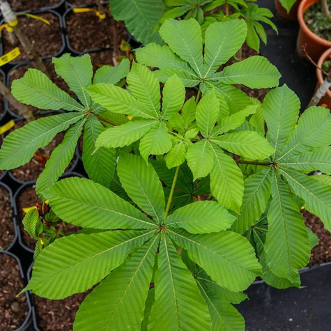 Kasztanowiec zwyczajny Plant Pack