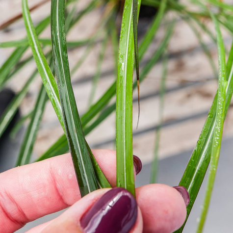 Miskant chiński Purple Fall (C2)