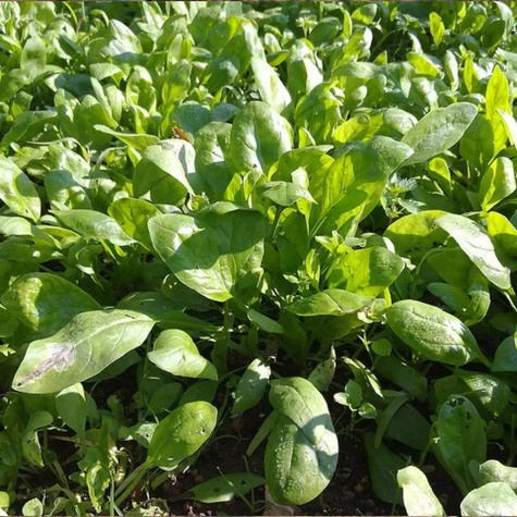 BIO Szpinak America 10g