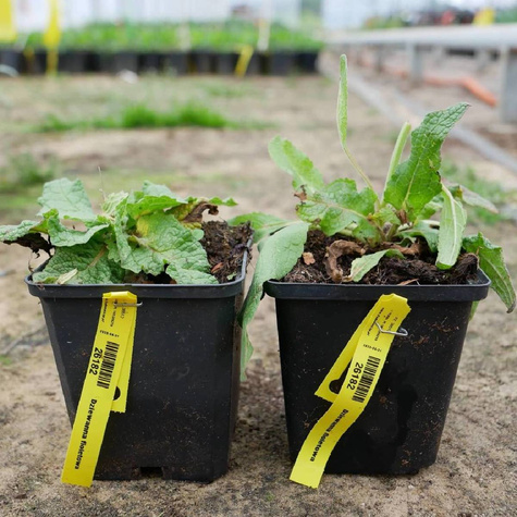 Dziewanna fioletowa (C2)