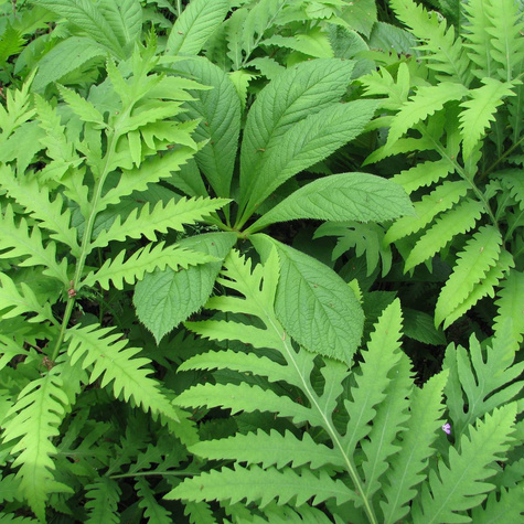 Paproć Onoklea wrażliwa (C2)