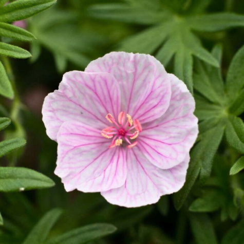 Bodziszek czerwony Pink Summer (C2)