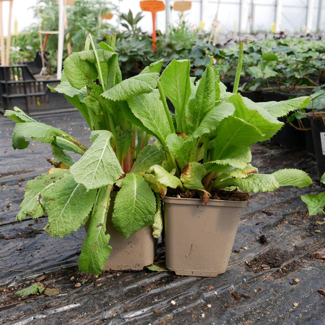 Pierwiosnek japoński Appleblossom (C2)