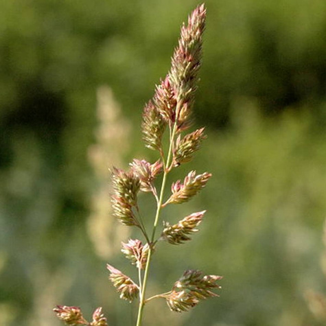 Mozga trzcinowata (C2)