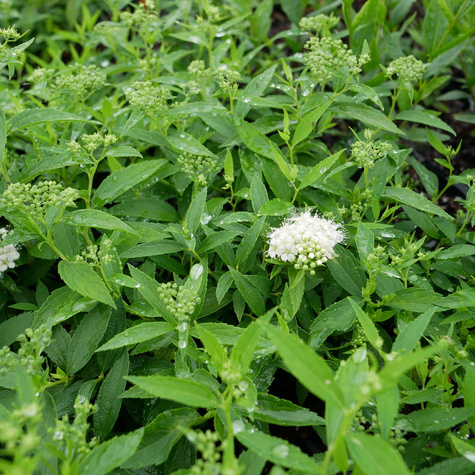 Tawuła japońska Albiflora (P9)