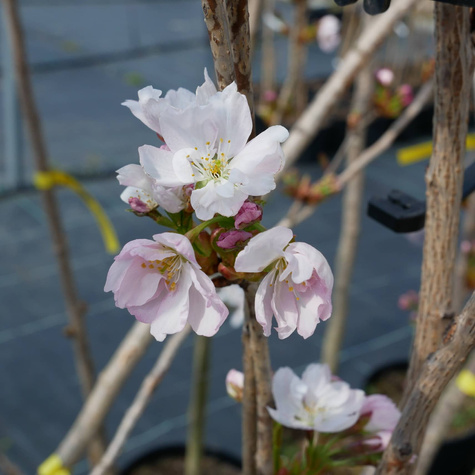 Wiśnia piłkowana Amanogawa kolumnowa zielona