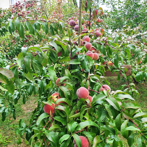 Brzoskwinia Modrinka Plant Pack