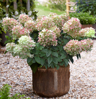 Mini Hortensja bukietowa 'Gardenlights Pinklight' P9