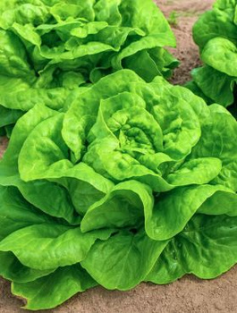 Sałata szklarniowa Atena szybko rosnąca 0,5g