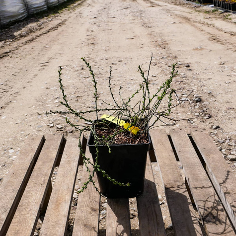 Szczodrzeniec Żarnowiec Położony (C2)