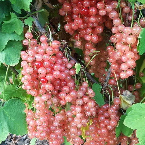 Porzeczka różowa (C2)