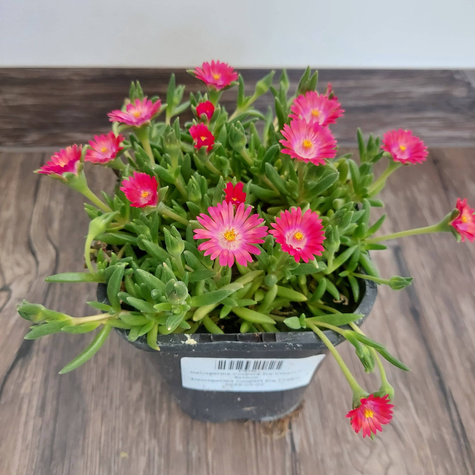 Delosperma Coopera Ice Cream™ Salmon