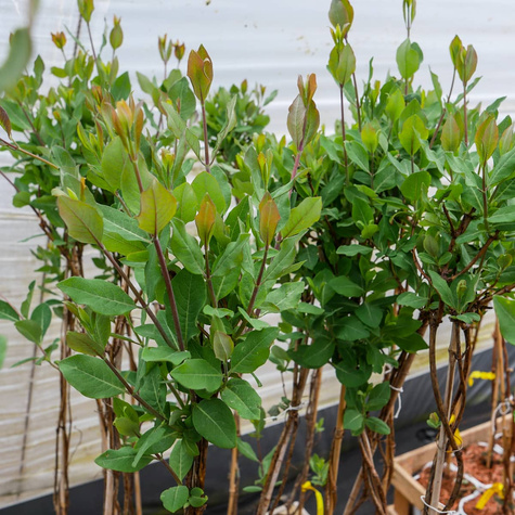 Wiciokrzew pomorski Belgica MROZOODPORNY