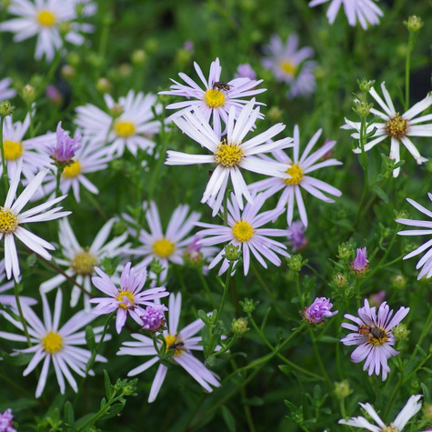 Aster pirenejski Lutetia biały (P9)