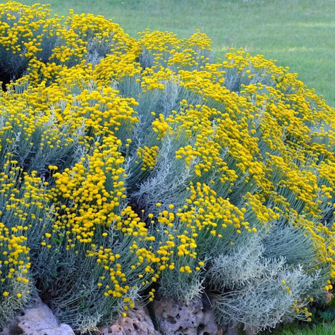 Santolina cyprysikowata (C2)