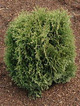 Thuja Tuja Żywotnik zachodni 'Waterfield'