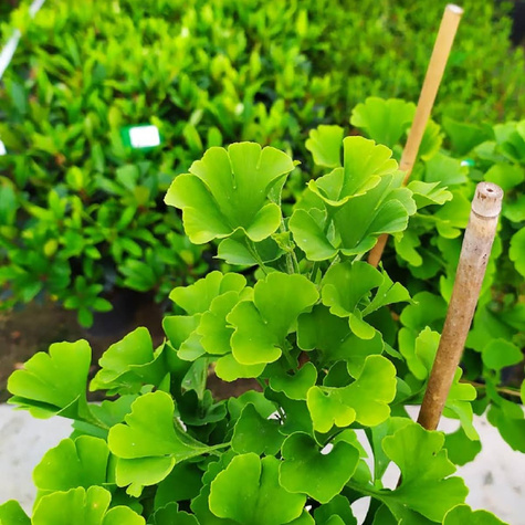 Miłorząb japoński Mariken karłowy