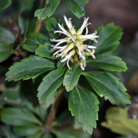 Runianka japońska Green Sheen (P9)