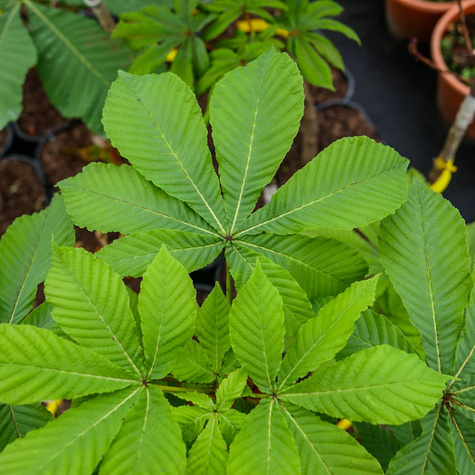 Kasztanowiec Piramide szczepiony PA