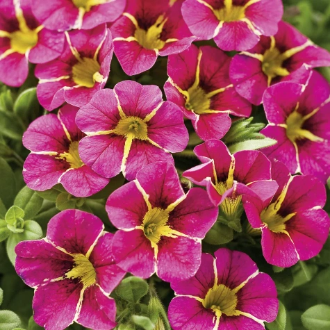 Calibrachoa Mini Surfinia Calita Special Cherry Star bordowo-żółta NOWOŚĆ