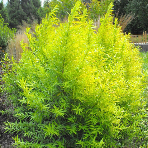 Wierzba Sachalińska Golden Sunshine (C2)