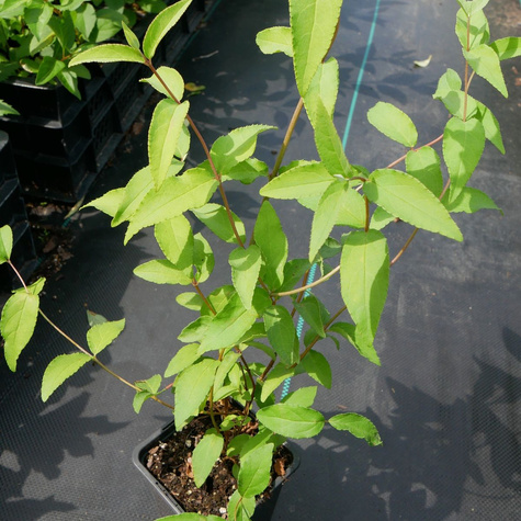 Żylistek wysmukły (P9)