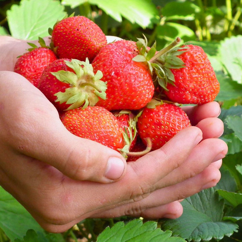 TRUSKAWKA POLKA późna wyjątkowo słodkie owoce SADZONKI TRUSKAWEK 10 szt