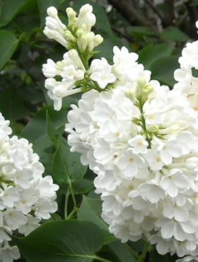 Lilak pospolity Miss Ellen Willmott pachnący (C2)