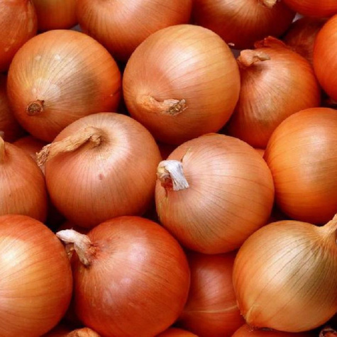 Cebula Algida zimująca 100g