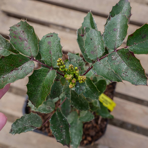 Mahonia pospolita (C2)