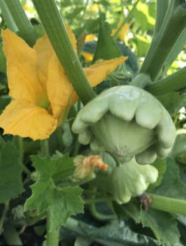 Dynia zwyczajna OKRA 5g