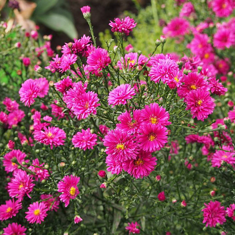Aster krzaczasty purpurowy (C2)