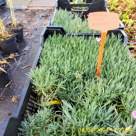 Goździk Siny Amarant (C2)