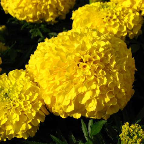 Aksamitka wysoka pełna Alaska jasno cytrynowa 2g