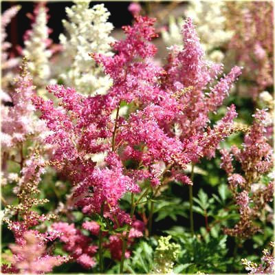 Tawułka Arendsa Showstar (C2)