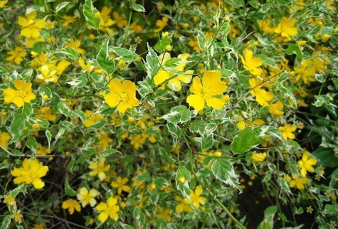 Złotlin japoński Picta (P9)