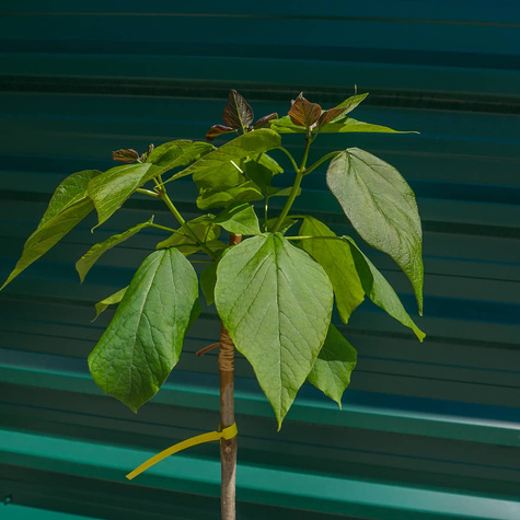 Katalpa Szczepiona Na Pniu Surmia Bignoniowa Nana