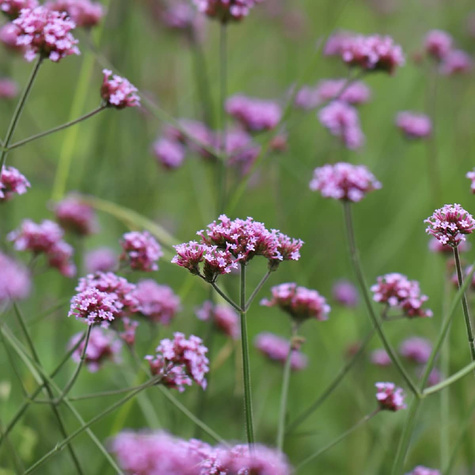 Werbena patagońska Vanity (C2)