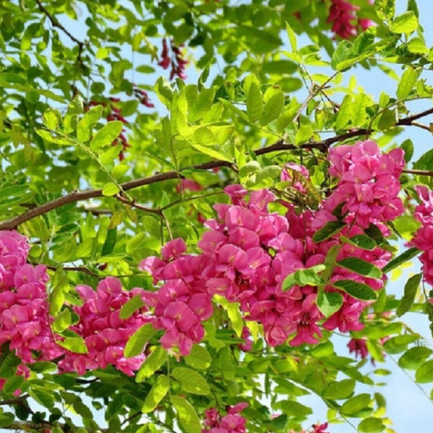 Robinia szczeciniasta Pa